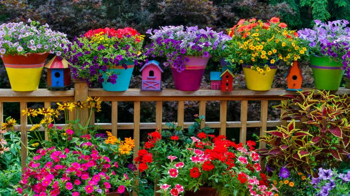 Outdoor flowers to plant