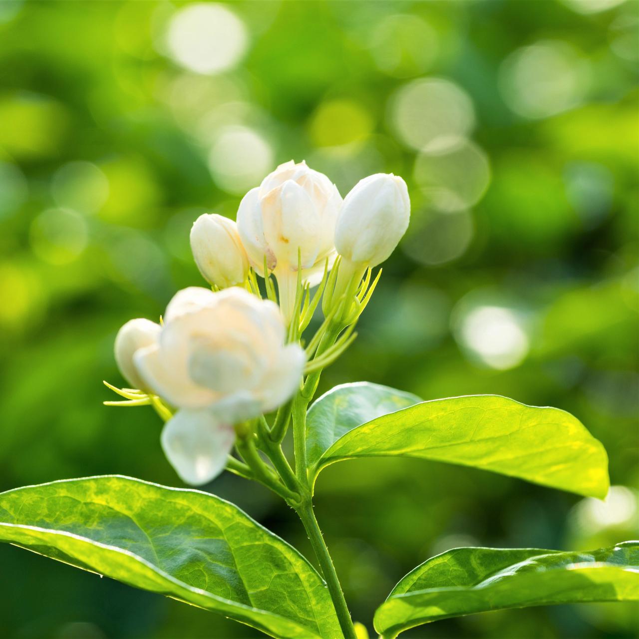 Jasmine Plant White Flowers A Sacred Bloom