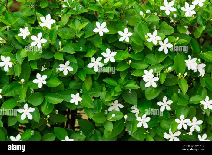 Jasmine plant white flowers